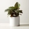 Live Calathea Ornata Pinstripe Plant 6" In White Ceramic Pot