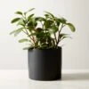Live Peperomia Obtusifolia 6" In Ceramic Black Pot